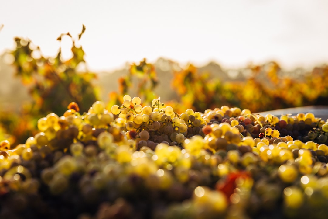Weinlese in Österreich